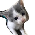 元気いっぱいやんちゃな男の子！