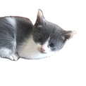 もこもこのくりくりおめめ！
