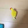 コザクラインコ里親募集。 サムネイル2