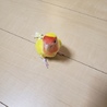 コザクラインコ里親募集。 サムネイル3