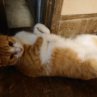 撫でられるの大好き！穏やか女子。