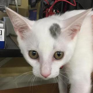 【保健所収容】人馴れ抜群！オスにゃんこ（若い）