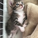 捨て猫を保護しました。