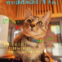 譲渡相談会〜福ねこハウス@ねこ蔵〜