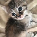 捨て猫を保護しました。