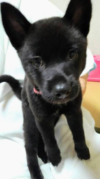 あずきばー おかげ様で 神奈川県 犬の里親募集 ペットのおうち 月間利用者150万人