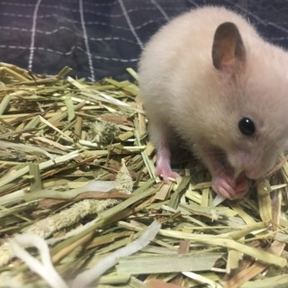 ゴールデンハムスター の子ハム生後1ヶ月です
