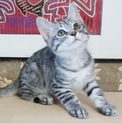 ミルクで育てた甘えん坊サバくん