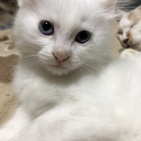しろ