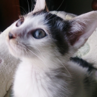 ★トライアル決定！牛柄の可愛い男の子