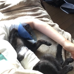 起きたら可愛いのが腕枕で寝てた。