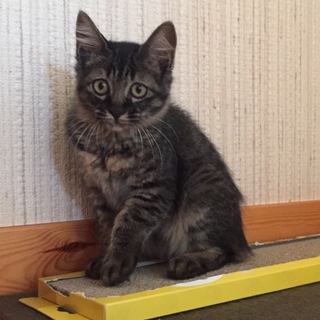 甘えん坊の黒キジちゃん