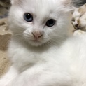 大家さんが代わりペットが飼えなくなりました。