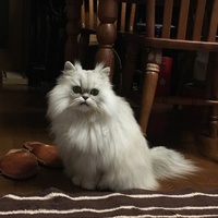 ソラ（実家の猫）