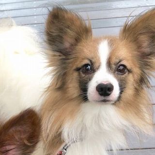 パピヨン♂あられ　推定1歳