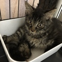 半長毛の子猫です♪