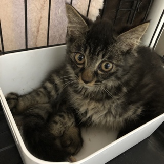 半長毛の子猫です♪
