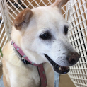 温厚な老犬