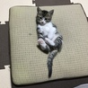 の写真