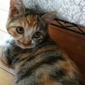 人間大好きすぎな三毛猫の女の子
