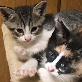 生後１カ月の白キジと三毛