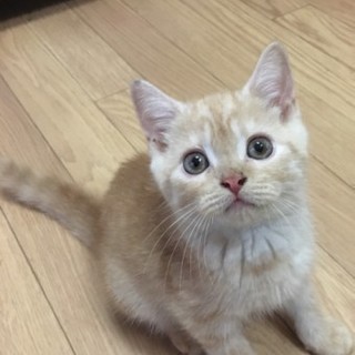 スコティッシュフォールドのバンニくん