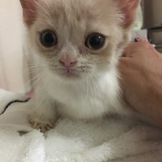 ブリティッシュショートヘアのセリカちゃん