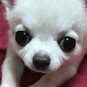 全く吠えない女の子4歳です。