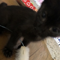サン