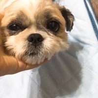 もも