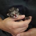 子猫   トライアル希望にて保留中です。