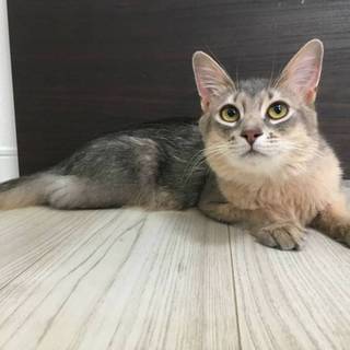 【8/18東日本橋】無邪気なプリンス♡そらくん