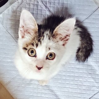 わんぱくお嬢様}【ΦωΦ】{遺棄猫保護