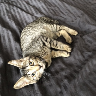 とても人慣れしたキジトラの子猫の里親を募集中。