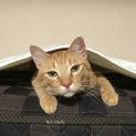 ３歳半茶トラのやんちゃなオス猫