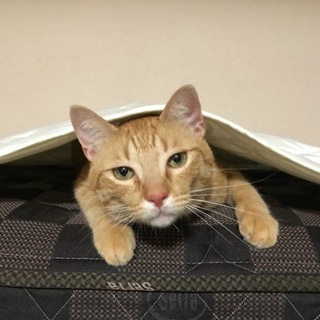 ３歳半茶トラのやんちゃなオス猫