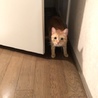 ３歳半茶トラのやんちゃなオス猫 サムネイル2