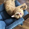 ３歳半茶トラのやんちゃなオス猫 サムネイル3
