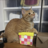 ３歳半茶トラのやんちゃなオス猫 サムネイル4