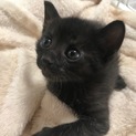 捨て猫を保護しました。（総計4匹です。）