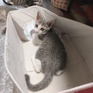 【8/18千葉市譲渡会】遊ぶの大好き♡はじめくん