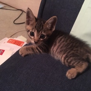 お目々クリクリのキジトラ仔猫君★