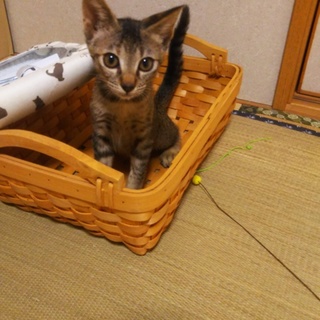 子猫ちゃんです。