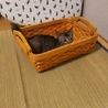 子猫ちゃんです。 サムネイル2