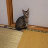 子猫ちゃんです。 サムネイル3