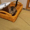 子猫ちゃんです。 サムネイル5