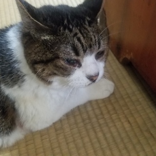 おとなしいおばあちゃんねこ