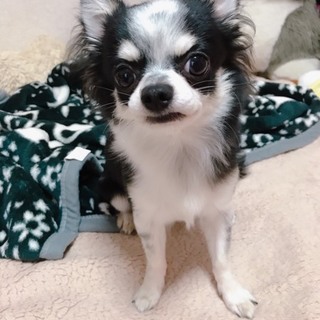 ロングチワワの男の子