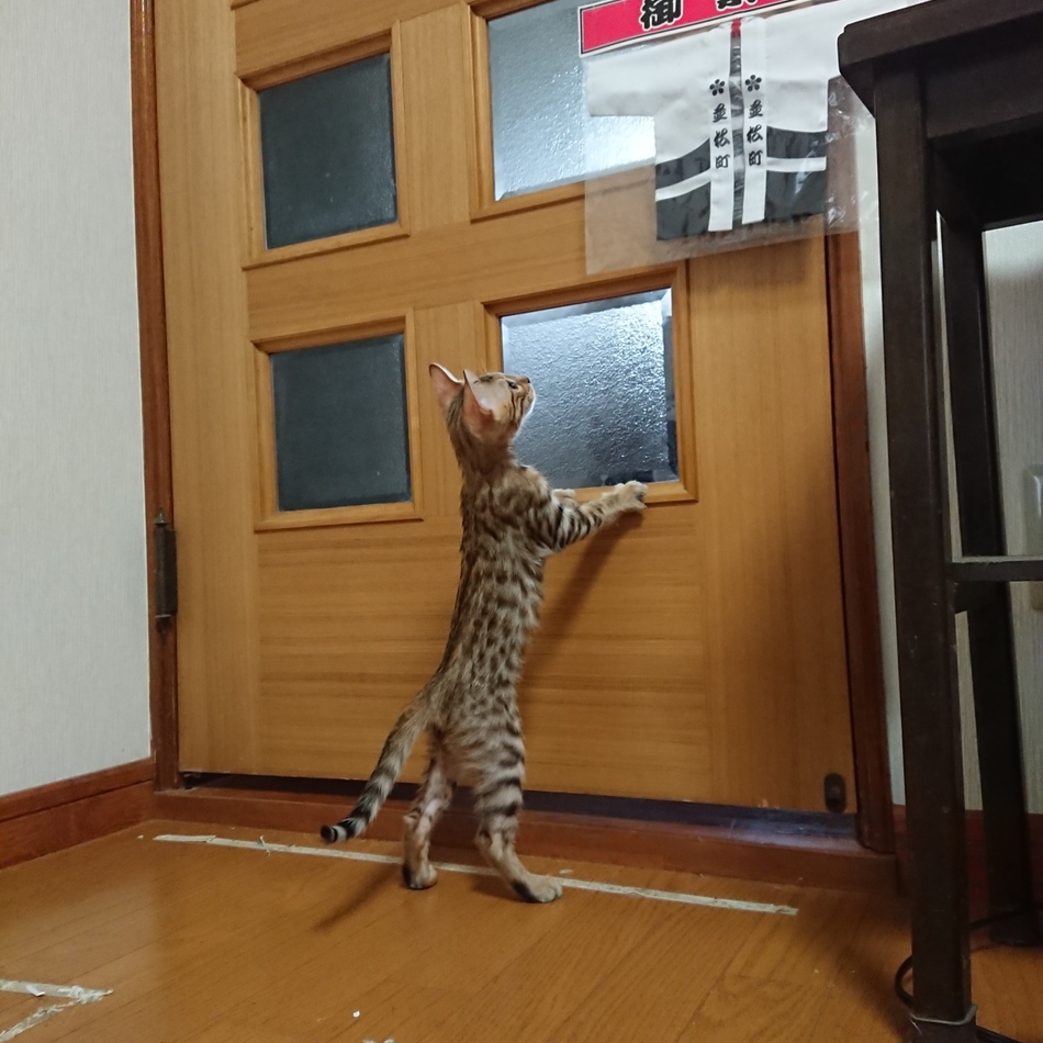 きなこのカバー写真