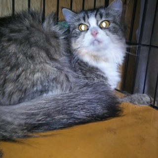 家族に迎えてください。